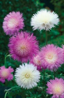 TRICONE Sweet Sultan Flower Seeds Mix Colour Hybrid for Home Garden 25 Seeds FG4 Seed(25 per packet)