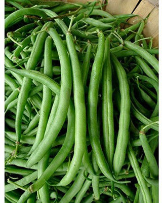 TANCES Organic French Beans Vegetable Seed(50 per packet)