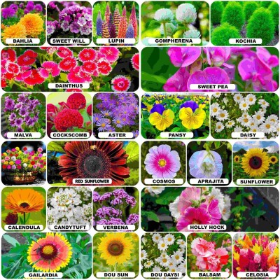 ARTA 25 Variety Rainy Season Flower Seeds High Germination Seed(600 per packet)