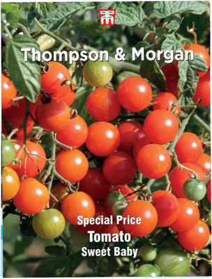 KNESSiN Tomato Sweet Baby[400 Seeds] Seed(400 per packet)