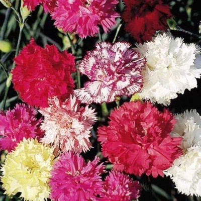 CYBEXIS Quality Carnation Chabaud Mix Seeds Seed(1 g)