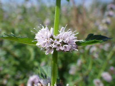 VibeX ® LXI-477 WHITE WOOD MINT Mentha Arvensis Seed(200 per packet)