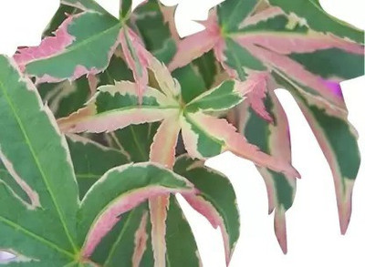 MAA Maple Seed(35 per packet)