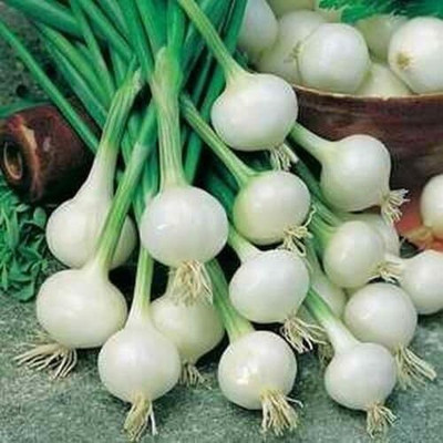 Qualtivate PUA5-A Onion - Barletta - Cocktail Onions Seed(500 per packet)