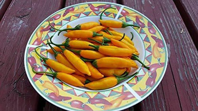 Biosnyg Hybrid Criolla Sella Hot Pepper Seeds For Kitchen Gardening-(2000 Seeds) Seed(2000 per packet)