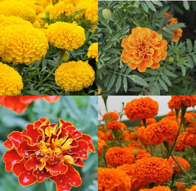 sbains Marigold mix flower seeds pack of 73 Seed(10 per packet)