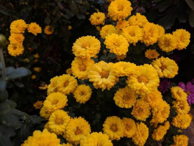 Oliver marigold/gende ka phool flower seeds Seed(50 per packet)