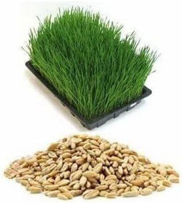 CYBEXIS TLX-41 - Hard Red Winter Wheat - (22500 Seeds) Seed(22500 per packet)