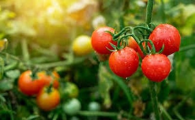 XOLDAA hybrid f1 quality tomato seeds Seed(55 per packet)