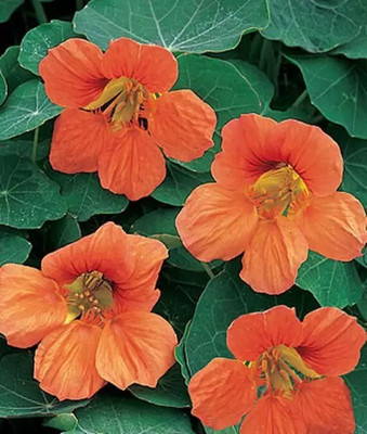 MAA Nasturtium Seed(33 per packet)