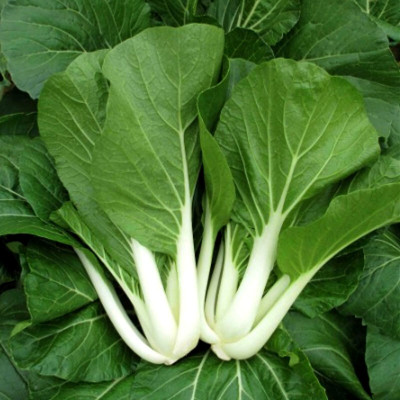 Arshiayat Pakchoi Vegetable Seeds For Home Garden 71 Seeds Seed(70 per packet)