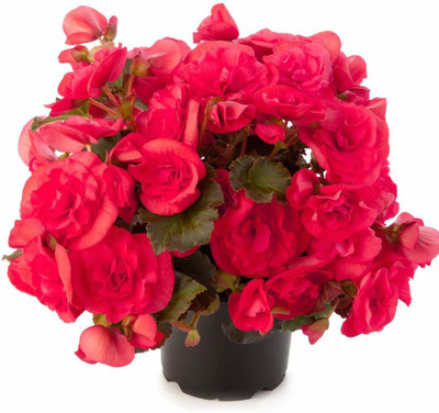 CYBEXIS VVI-89 - Begonia Beautiful Multi-Colour Flowers - (90 Seeds) Seed(90 per packet)