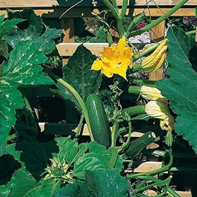 KNESSiN Green Rustic Zucchini Seed(100 per packet)