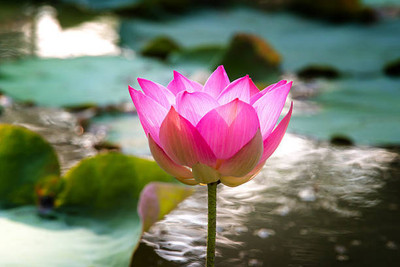 dorvik collections lotus,kamal gatta Seed(10 per packet)