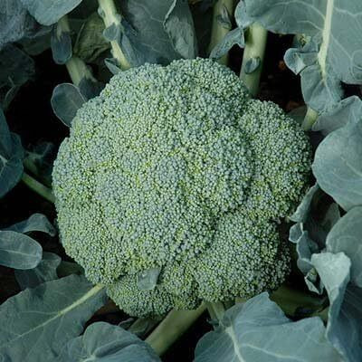 WILLVINE AGRI -XII Broccoli Seeds - Emerald Crown [2.5g] Seed(750 per packet)