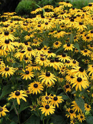 CYBEXIS Rudbeckia, Goldsturm400 Seeds Seed(400 per packet)