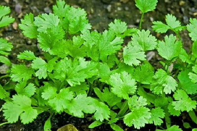 AMAJIT Hybrid Dhania Plant, Coriander Seed(60 per packet)