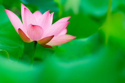 Gulabi nagari lotus,kamal gatta Seed(10 per packet)
