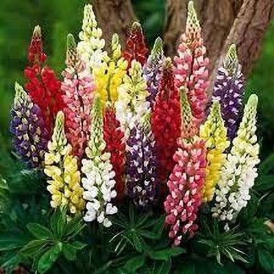 Aywal Lupin Mixed Color F1 Hybrid Flower Seed(100 per packet)