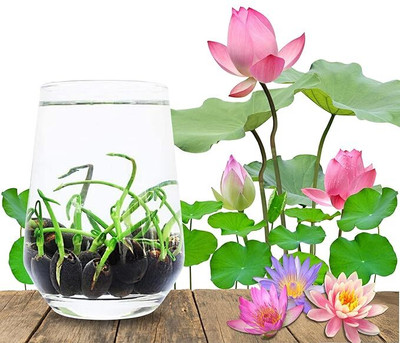 BloomNest Lotus ,Kamal Gatta flower Seed(20 per packet)