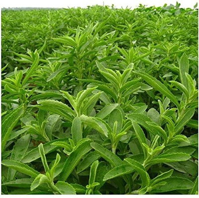 ENINE Stevia Seeds Stevia Sweet Leaves Candy Leaf Seeds Herb Seeds 40 Beej RF38 Seed(40 per packet)