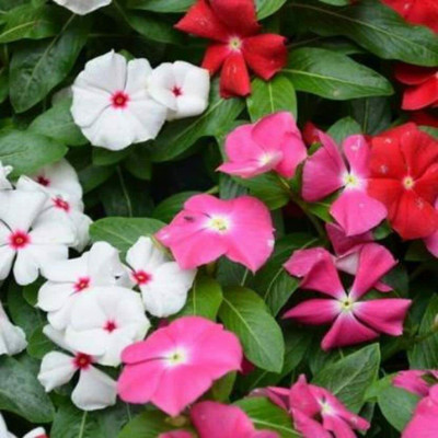 CYBEXIS NDIR-17 - Vinca/Sadabahar Mixed Color Flower | F1 Hybrid - (60 Seeds) Seed(60 per packet)