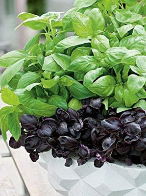 KNESSiN Basil Variety Mix -[400 Seeds] Seed(400 per packet)