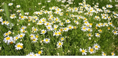 CYBEXIS NDIR-85 - German Chamomile - (750 Seeds) Seed(750 per packet)