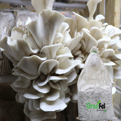grenfel 600Gm +(Free 5 Pcs Rajanigandha bulbs) White Oyster Mushrooms Spawn/Seeds Seed(600 per packet)