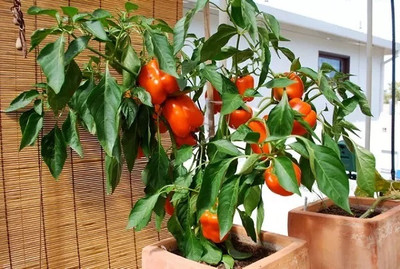 Kirat Capsicum Red Bell Pepper Seed(500 per packet)