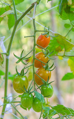 Apni Maati tomato Seed(120 per packet)
