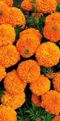 Dasstore MERI GOLD MIXER COLOUR FLOWER SEED (130 PAR PACKAGE ) Seed(40 per packet)