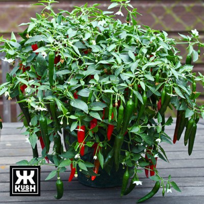 KUSH Green Chilli Seeds Seed(100 per packet)