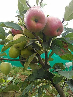 Decon Apple Seed(10 per packet)