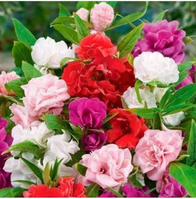 Aywal Balsam Double Mixed Flower Seed(90 per packet)