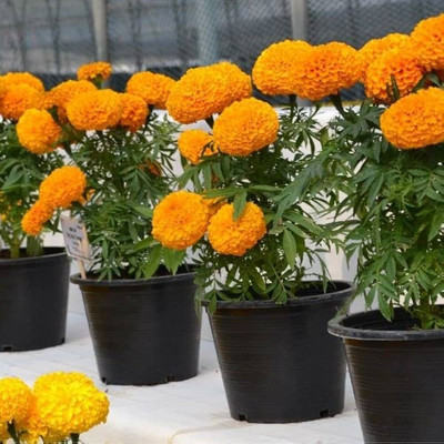ibains Meri gold seeds Seed(11 per packet)