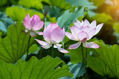 ARTA store lotus,kamal gatta Seed(10 per packet)