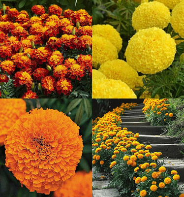 ibains Genda phool seeds pack of 73 Seed(33 per packet)