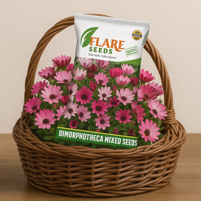 FLARE SEEDS Dimorphotheca mix flower seeds & Best Quality (200 per packet) Seed(200 per packet)