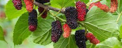 Oliver mulberry(shahatoot) fruit seeds Seed(193 per packet)