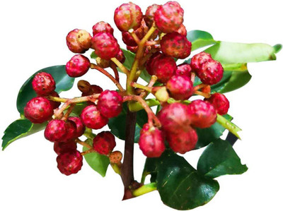 CYBEXIS Red Peppercorn Seeds 600 Seeds Seed(600 per packet)