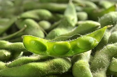DIVINE BEANS Seed(100 per packet)