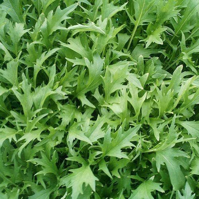 CYBEXIS Fast Germination Seeds of Vegetable Mizuna Oriental2000 Seeds Seed(2000 per packet)