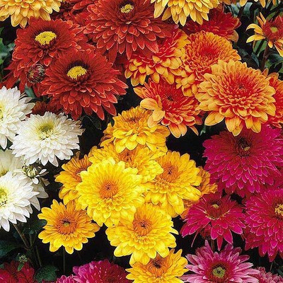 the green dotcom Chrysanthemum Seed(50 per packet)
