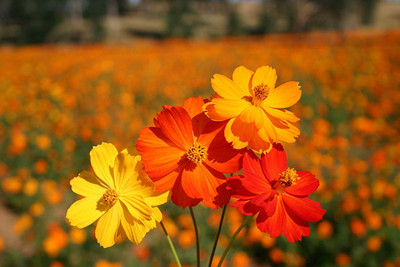 Aywal Cosmos Hybrid Flower Seed(10 per packet)