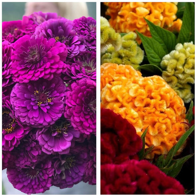 Aywal Zinnia Purple & Cockscomb Flower Seed(45 per packet)