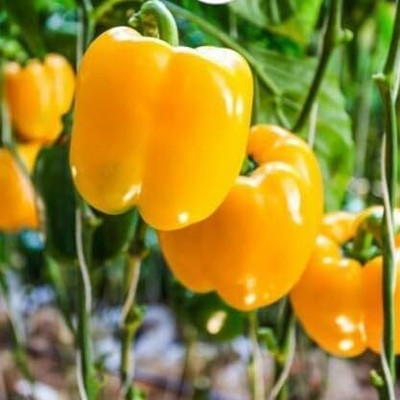 KNESSiN Easy to Grow California Wonder Yellow Capsicum Seeds For Planting-(200 Seeds) Seed(200 per packet)