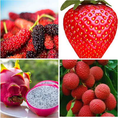 FRESHO BEST F1 QUALITY MULBERRY,STRAWBERRY,DRAGON,LITCHI FRUIT SEEDS Seed(80 per packet)