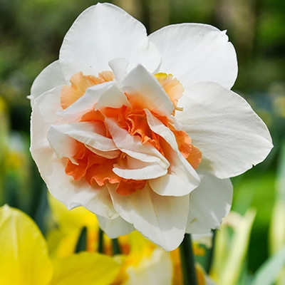 zabbus Daffodil Flower Bulbs for Winter Season White Seed(2 per packet)