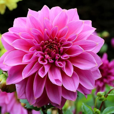 GREENSEA Dahlia mixed Flower Seed(28 per packet)